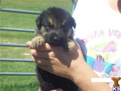 Puppies in GA
